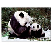 Educa Jigsaw Puzzle - Panda Bears - 1000 pieces Educa Jigsaw Puzzle - Panda Bears - 1000 pieces